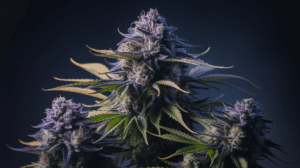 Agent Orange for Beginners: What to Expect Your First Time