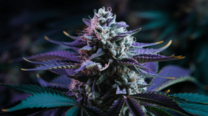 Agent Orange Genetics: Parent Strains and Lineage History
