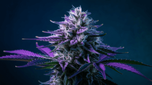 Agent Orange for Beginners: What to Expect Your First Time