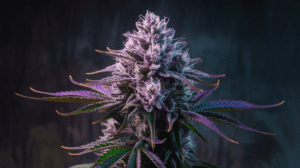 Agent Orange for Pain Management: User Experiences