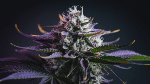 Growing Agent Orange in Cold Climates: Tips for Success