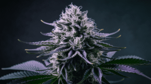 The History of Agent Orange: Origins and Cultural Impact