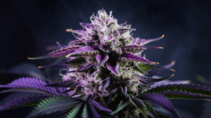 Agent Orange for Pain Management: User Experiences