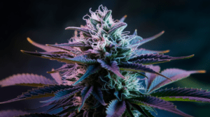 The Complete Agent Orange Strain Review: Effects, Flavors & Medical Benefits