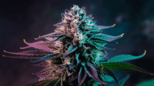 Agent Orange for Pain Management: User Experiences