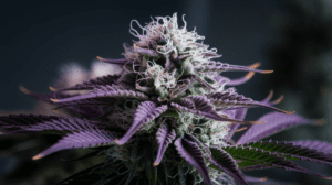 Agent Orange for Beginners: What to Expect Your First Time