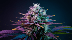 Agent Orange and Creativity: Why Artists Love This Strain