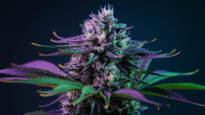 Agent Orange for Pain Management: User Experiences