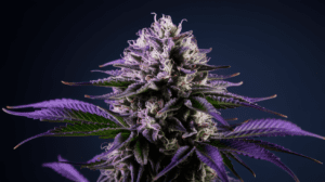 Growing Agent Orange in Cold Climates: Tips for Success