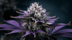 Best Time to Harvest Agent Orange: Signs of Peak Potency